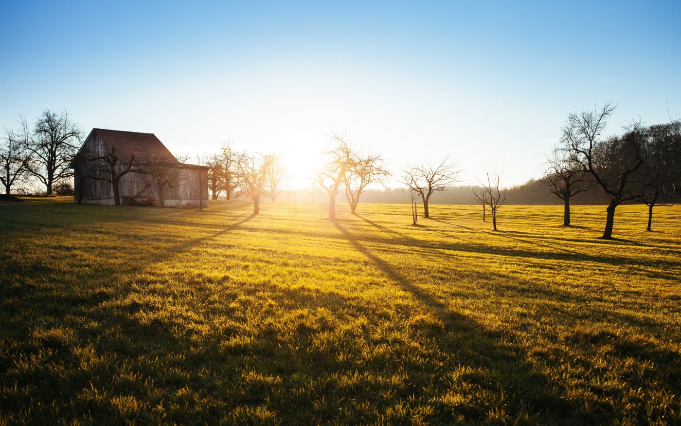field with barn and winter trees at sunrise