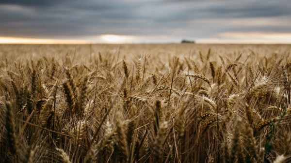 wheat field and clouds on the horizon